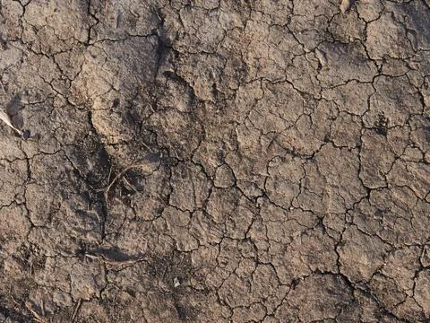 Dry ground texture with cracks. Bottom of a dried lake Stock-Fotos