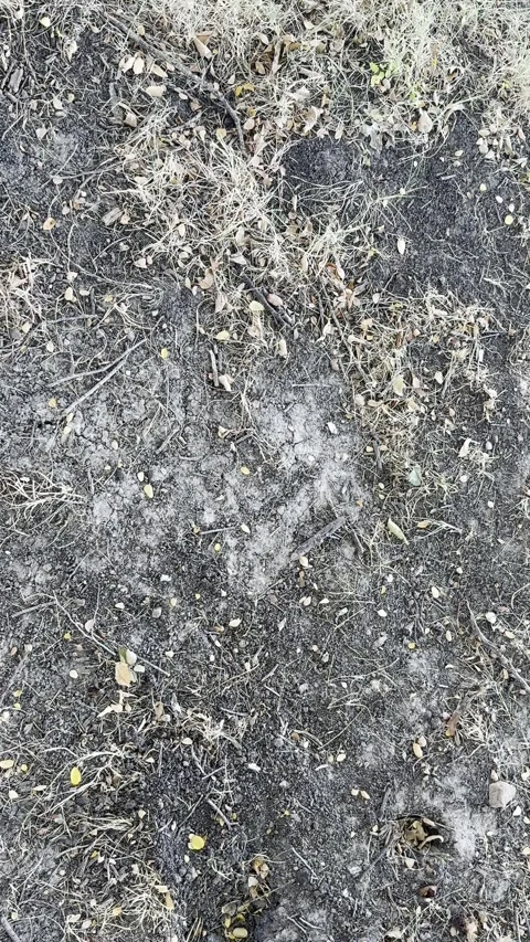 Dry Ground Texture with Small Debris Stock Footage 346076253