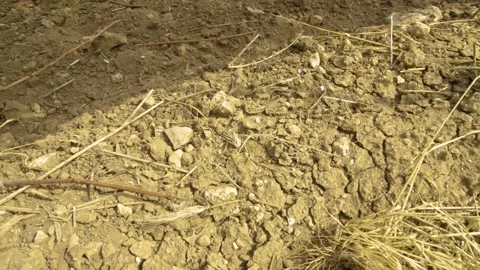 Dry ground in the vineyards Stock Footage 169136338