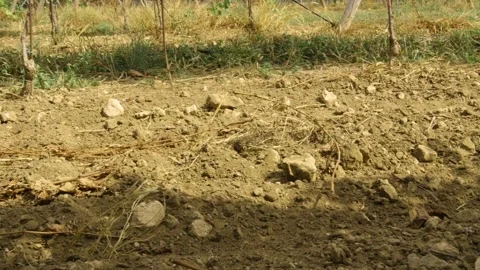 Dry ground in the vineyards Stock Footage 169136364