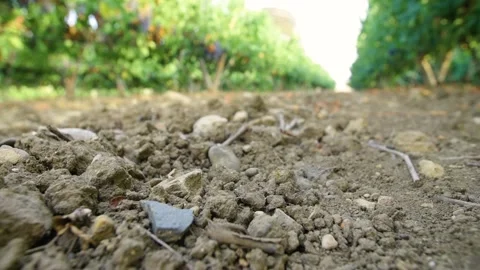 Dry ground in the vineyards Stock Footage 169137523