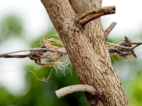 Dry guava tree trunk Stock Photos