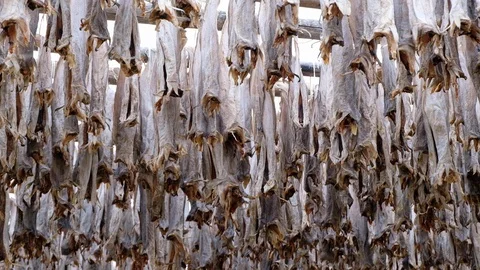 Dry hanging cod fish. Lofoten. Handheld cross down. Low angle Stock Footage 122260774