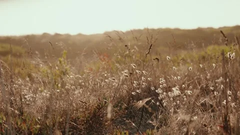 Dry hare tail grass field swaying in wind under pale bright sky Stock Footage 345363343