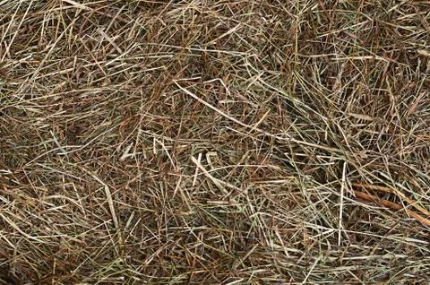 Dry hay as a  background Foto stock