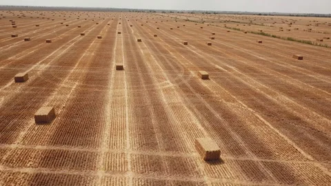 Dry hay collected in cubic form Stock-Footage 114076844