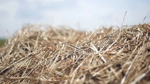 Dry hay in the fall, closeup with camera movement. slow motion, 1920x1080, full Stock Footage 98937340