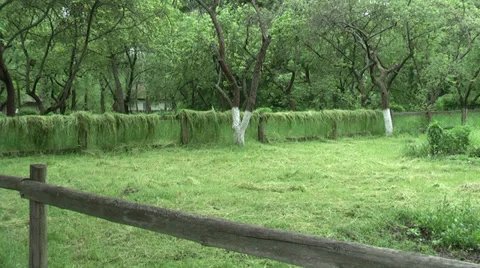 To dry hay Stock Footage 38285492