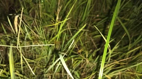 Dry Hay Grass Texture Background Close Up Stock-Fotos