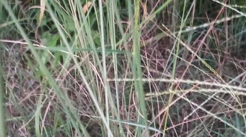 Dry Hay Grass Texture Background Close Up 스톡 사진