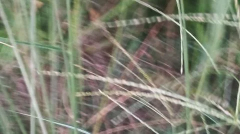 Dry Hay Grass Texture Background Close Up 写真素材