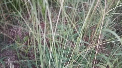 Dry Hay Grass Texture Background Close Up 스톡 사진
