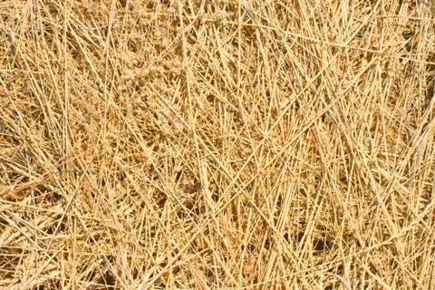 Dry hay Фото