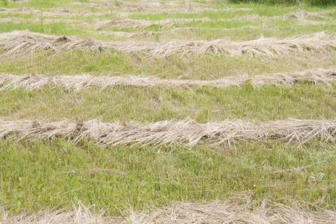 Dry hay Stock Photos