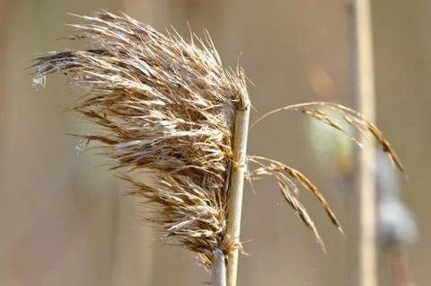 Dry hay Stock Photos