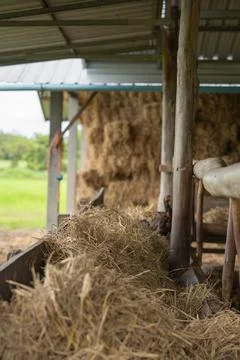 Dry hay piled inside rustic livestock feeding trough. Traditional cattle fo.. 스톡 사진
