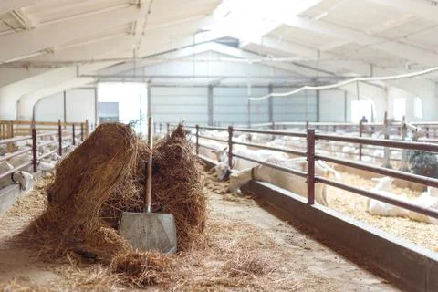 Dry hay Stack in Large Stock Barn Interior Stock Photos