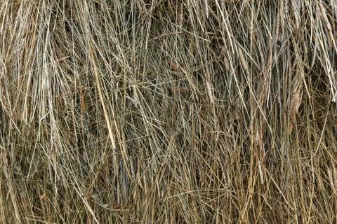 Dry hay in a stack. Stock Photos