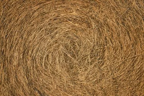Dry hay texture Foto stock