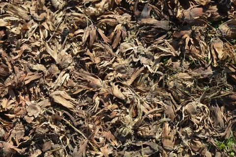 Dry hazelnut husks Stock Photos
