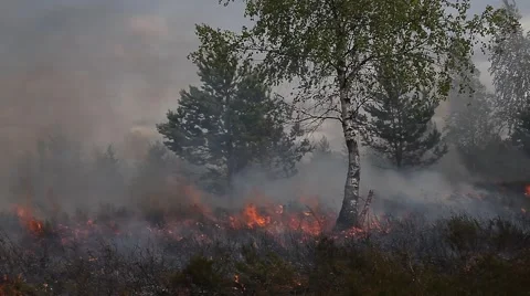 Dry heath with sparse tree scape in fire Vídeos de archivo 52464784