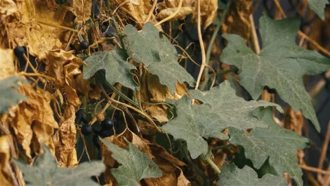 Dry hedge in autumn Stock-Footage 238397896
