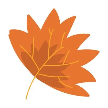 Dry Herbarium Maple Tree Leaf Wide Fallen Leaf Stock Illustration