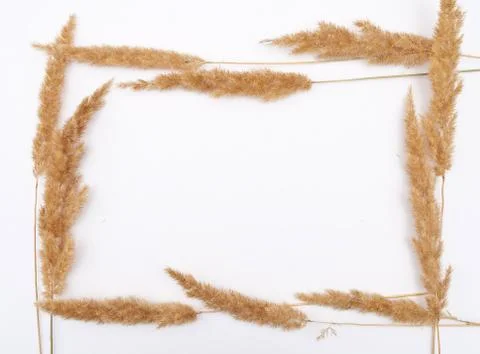 Dry herbs frame Stock Photos