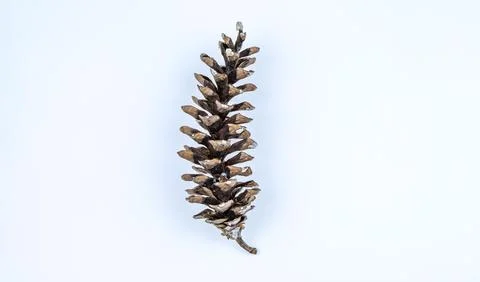 Dry Himalayan pine cone on a white background, Stock Photos