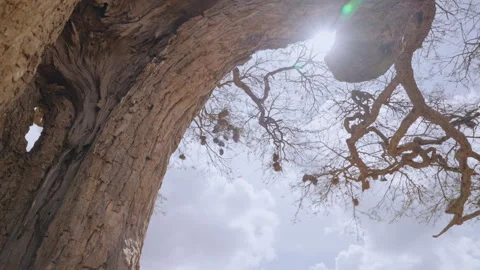 A dry hollow tree bark and cluster under hot midday sun Stock-Footage 314781736