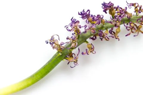Dry hyacinth Stock Photos