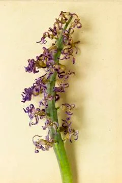 Dry hyacinth Stock Photos