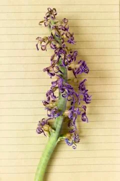 Dry hyacinth Stock Photos