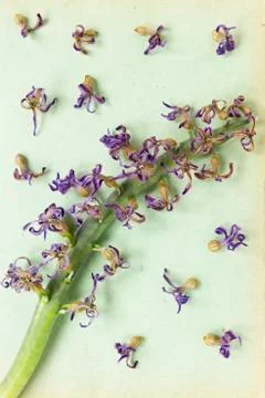Dry hyacinth Stock Photos