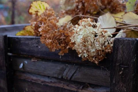 Dry hydrangea in compost pit. Old cut branches and plant stems lying in box f Stock Photos