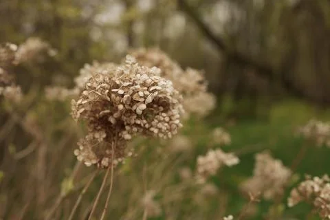 Dry Hydrangea in early spring closeup 库存照片