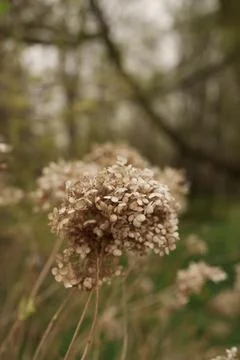 Dry Hydrangea in early spring closeup Foto stock
