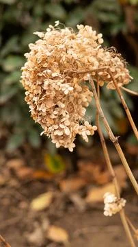 Dry hydrangea flower head. Vertical. Stock Photos
