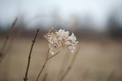 Dry hydrangea flowers on a blurry background. Hydrangea Hortensis. Seasonal Stock Photos