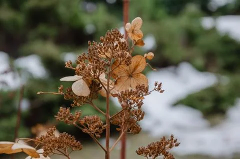 Dry hydrangea in the garden in winter Foto stock