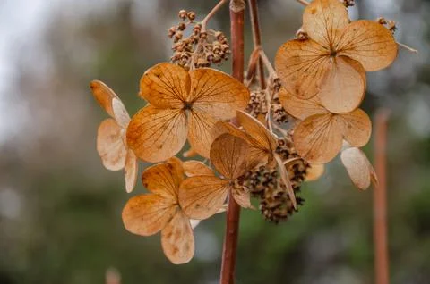 Dry hydrangea in the garden in winter Stock Photos