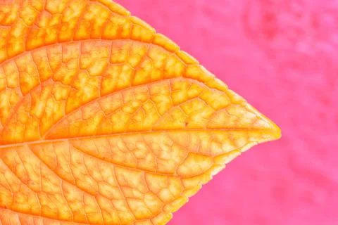 A dry hydrangea leaf on pink background Stock Photos