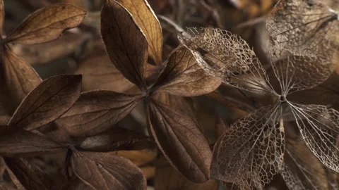 Dry hydrangea paniculata bush. Detailed plant structure. Macro shot. Stock Footage 293927441