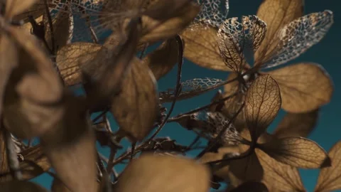 Dry hydrangea paniculata bush. Detailed plant structure. Macro shot. Stock Footage 293931319