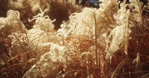 Dry Hydrangea Paniculata in winter. Stock Footage 158062477
