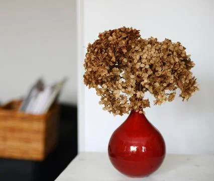 Dry hydrangea in a red vase on a table Stock Photos