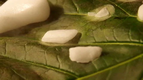 Dry ice sublimates on leaf Stock Footage 35008353