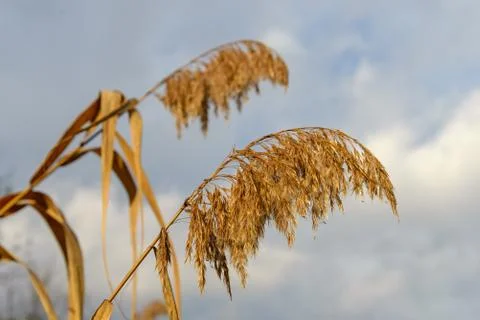 Dry Inflorescences of the cane Stock Photos