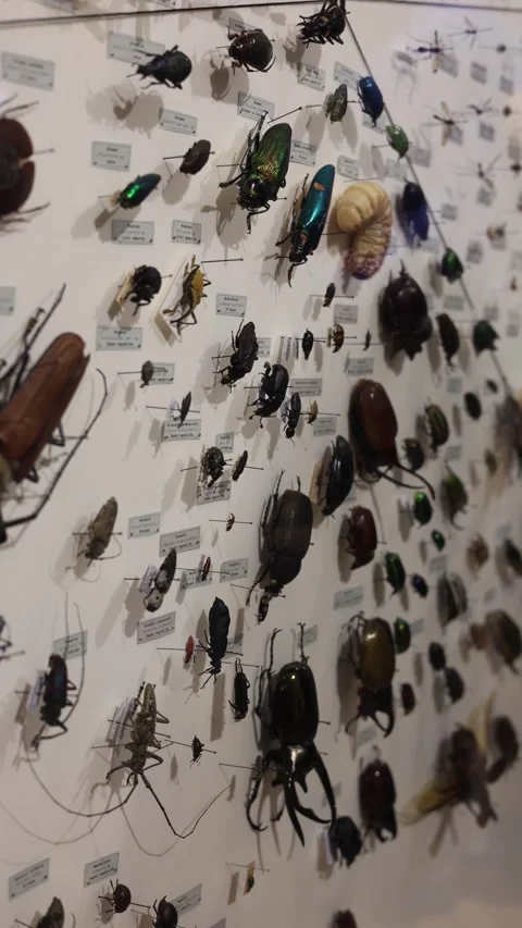 Dry insects on wall vertical video Stock Footage 286041248