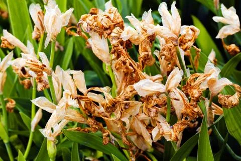 Dry iris flowers Stock Photos